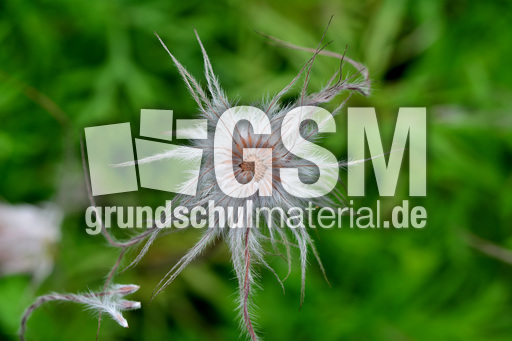 Küchenschelle_3.jpg
